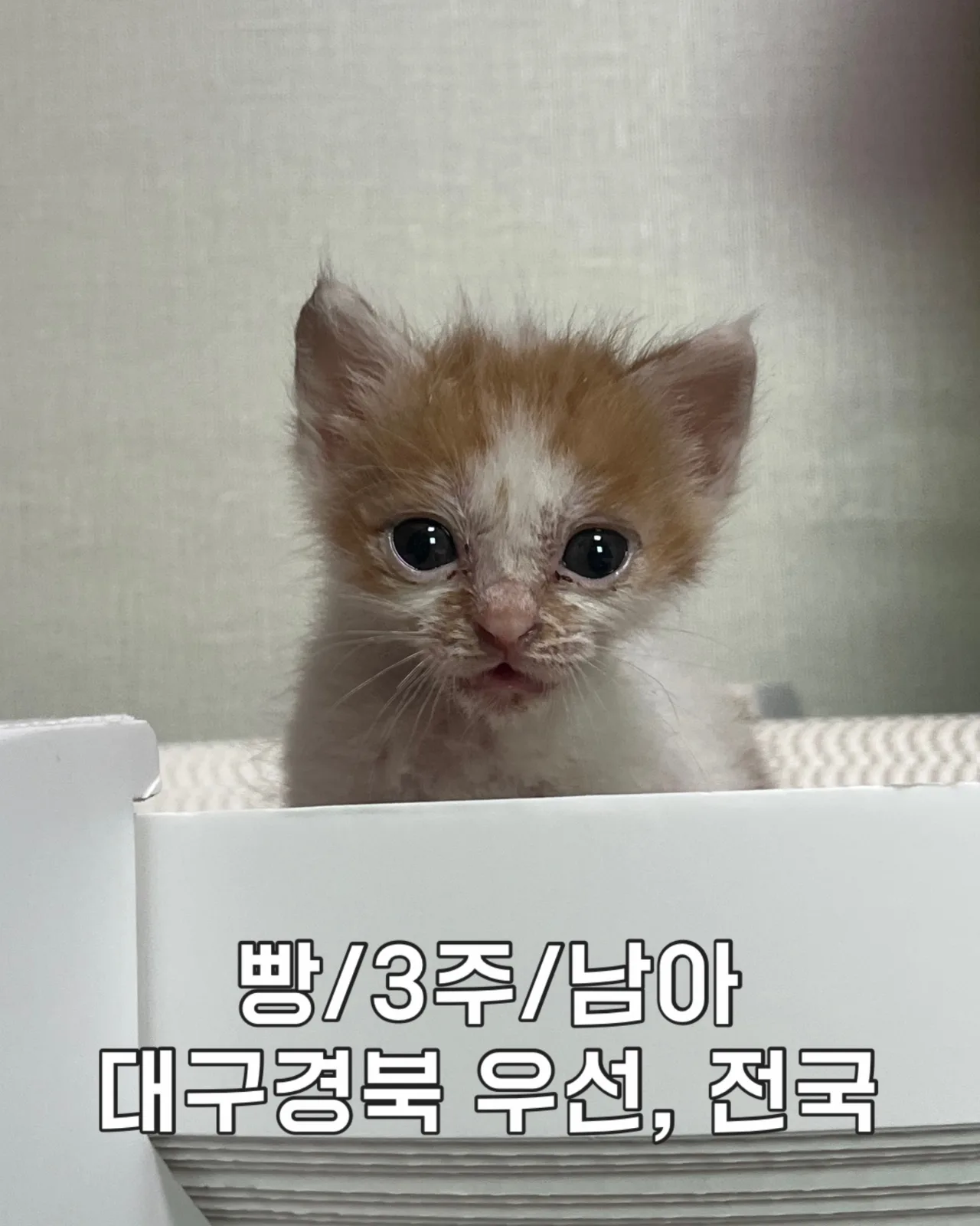 빵 입양완료 사진