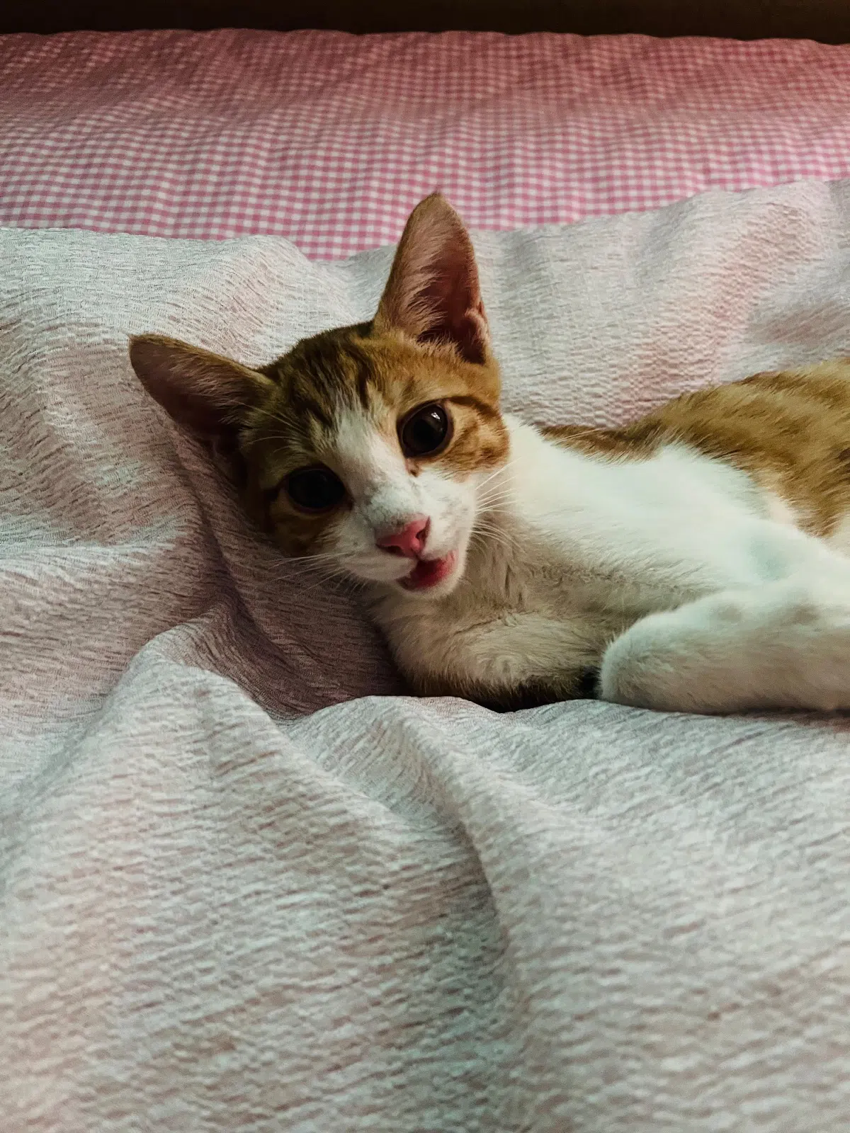 단지 사진 4