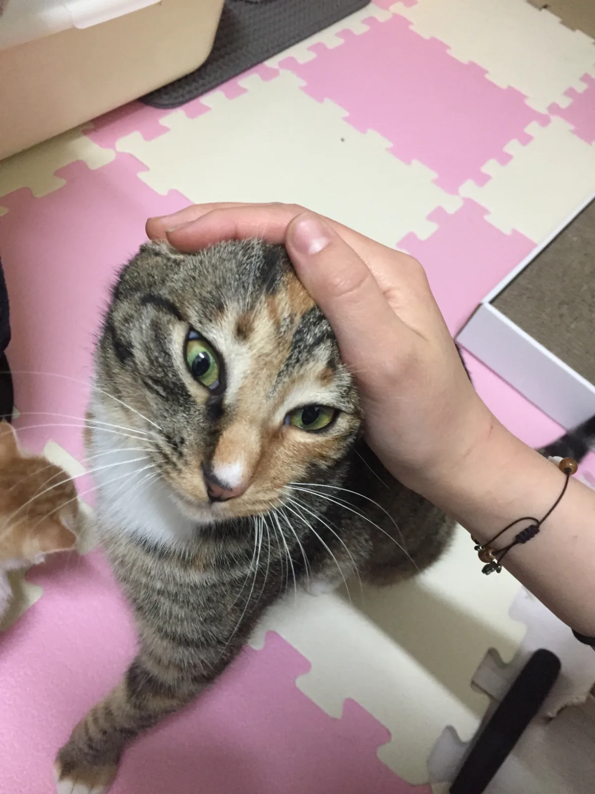 허니 사진 5