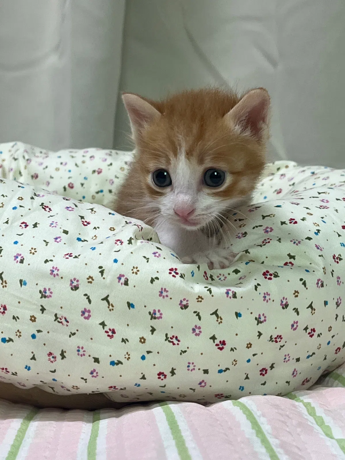 당근 사진 5