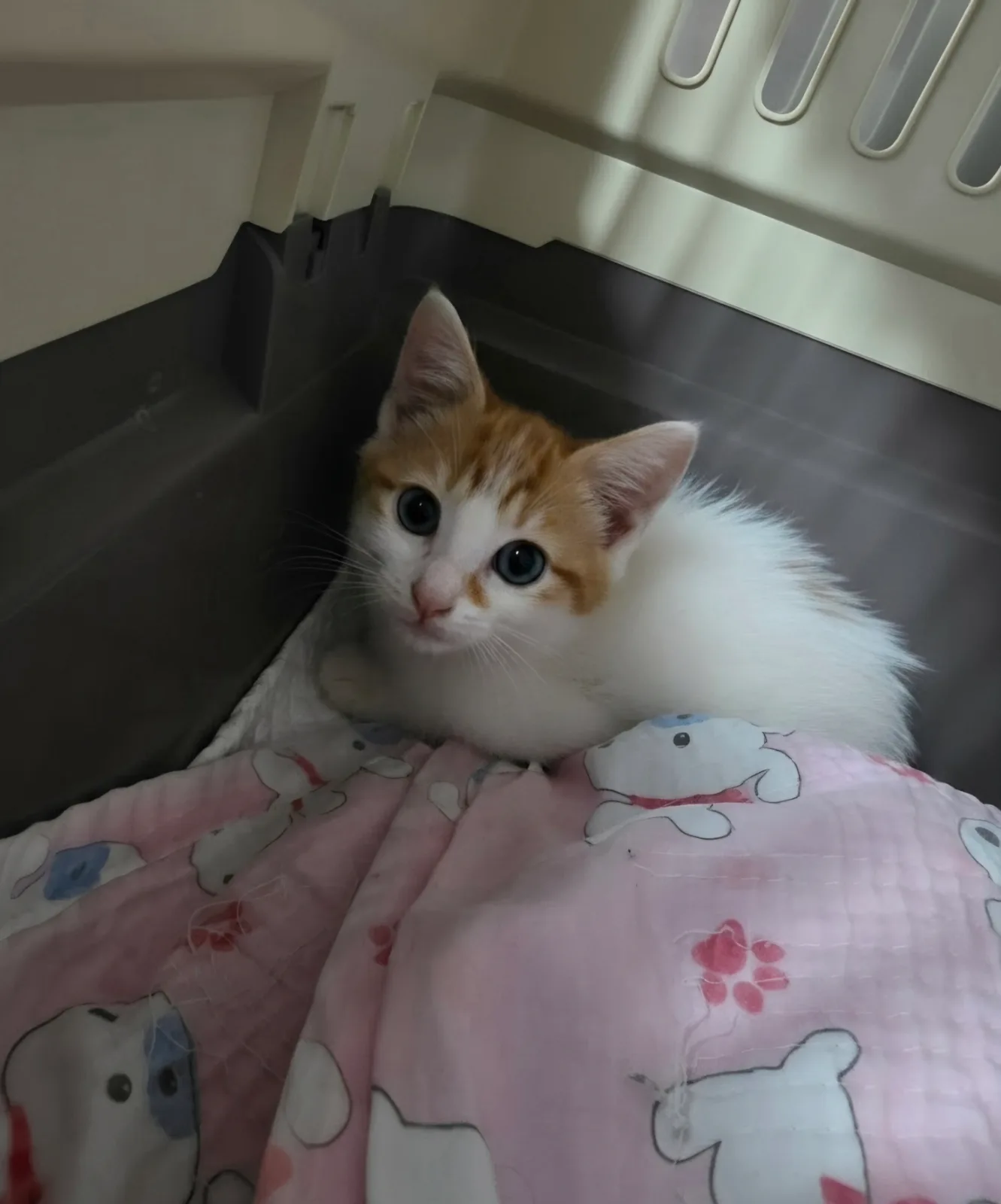 랑이 사진 4