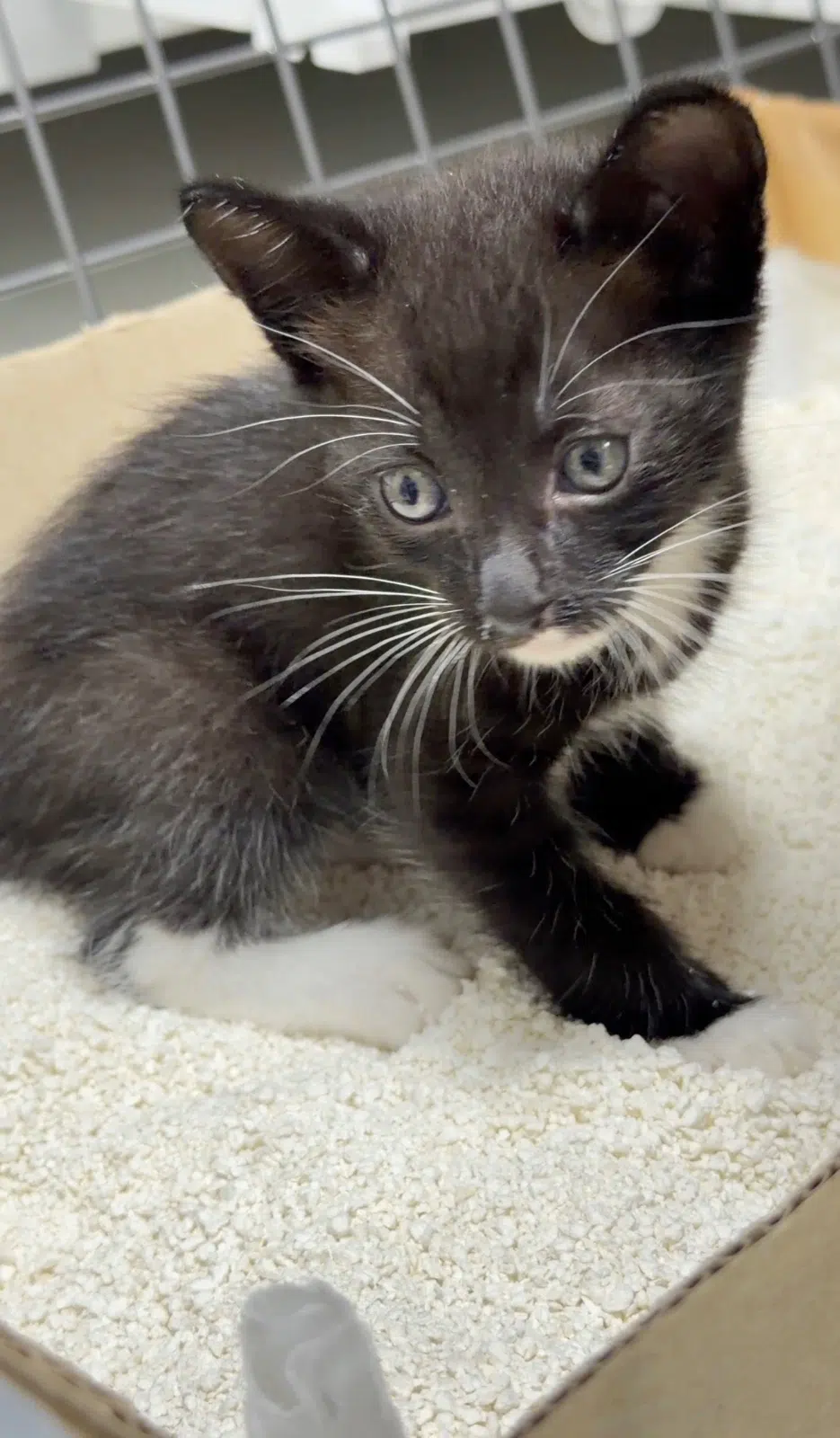 깜둥이 사진 5