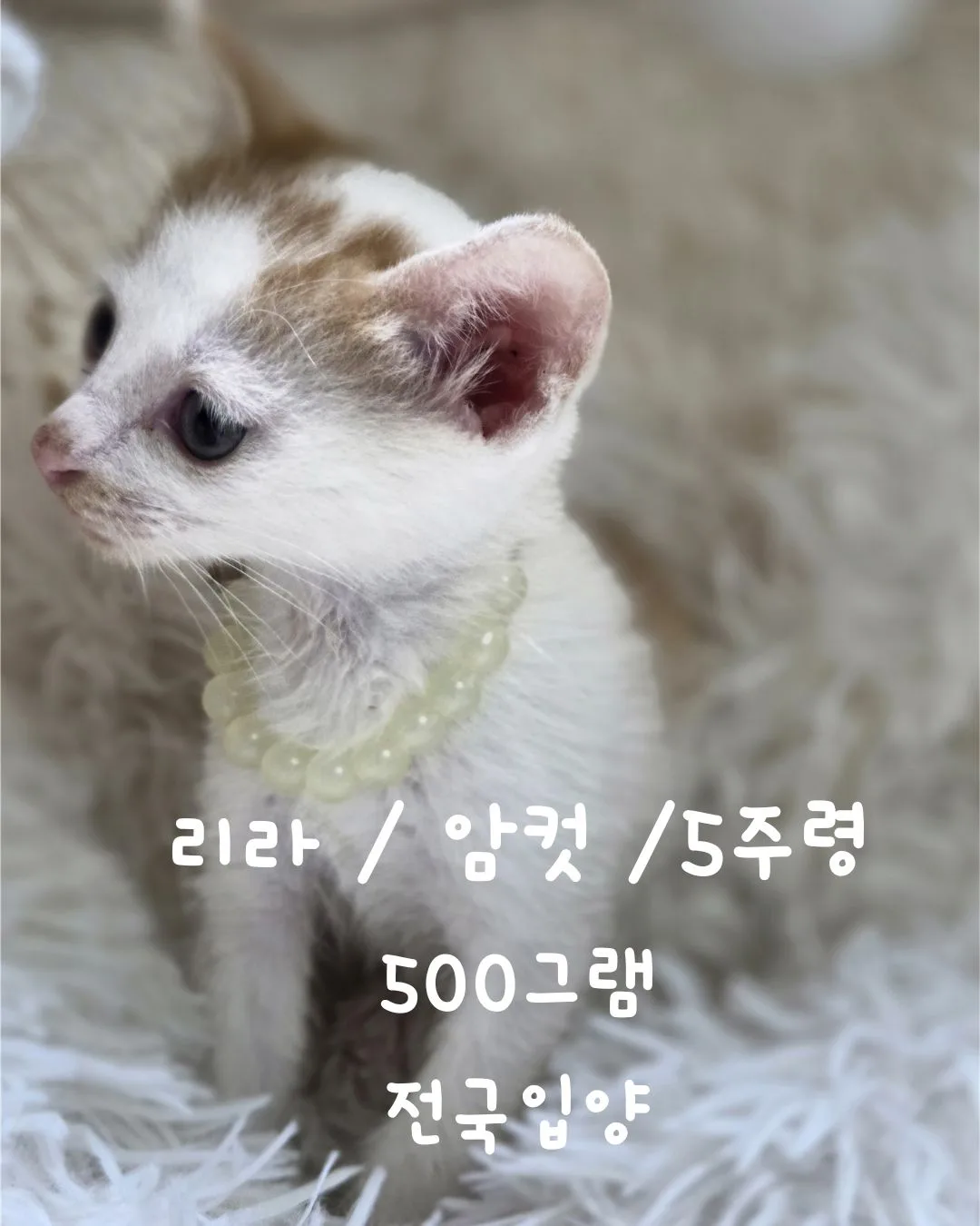 6치즈 사진 3