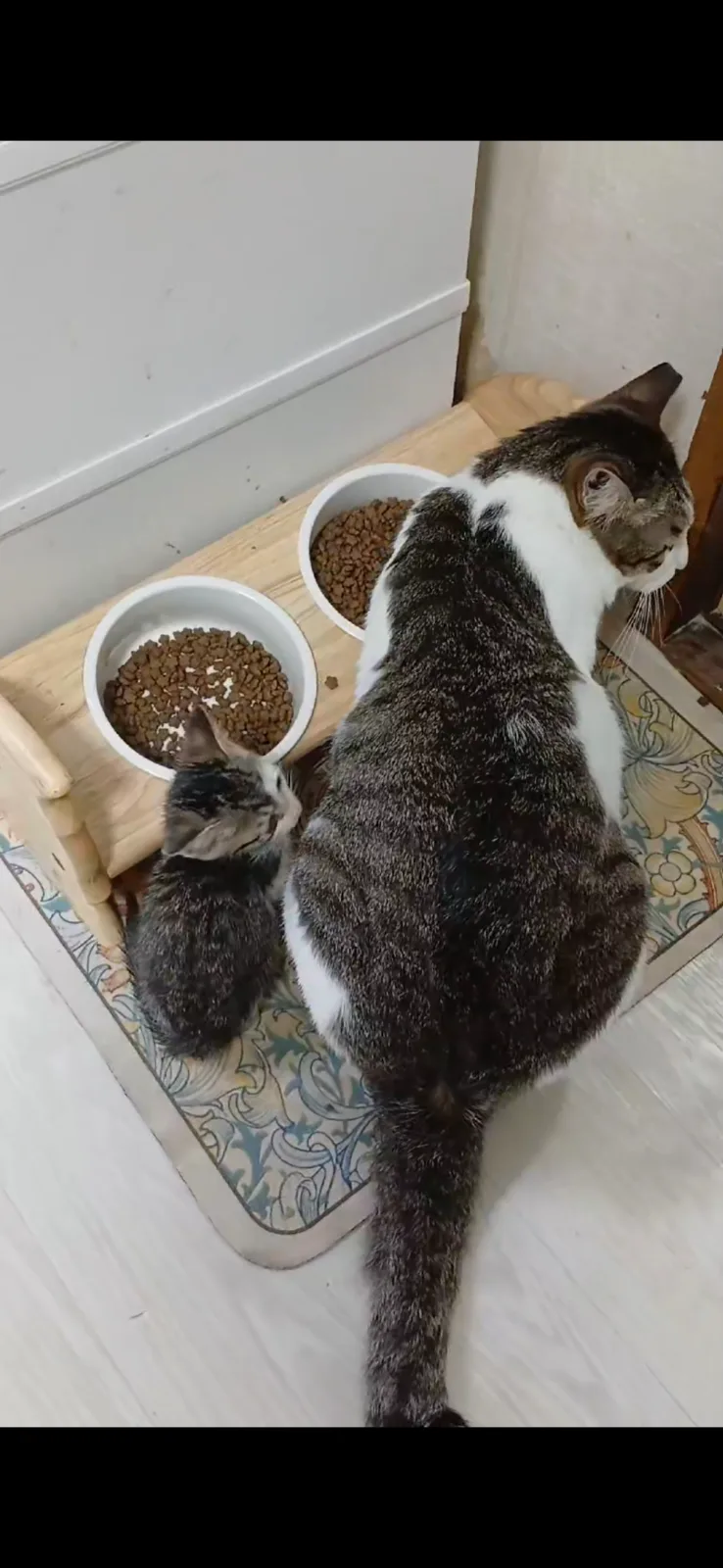 양파 사진 4