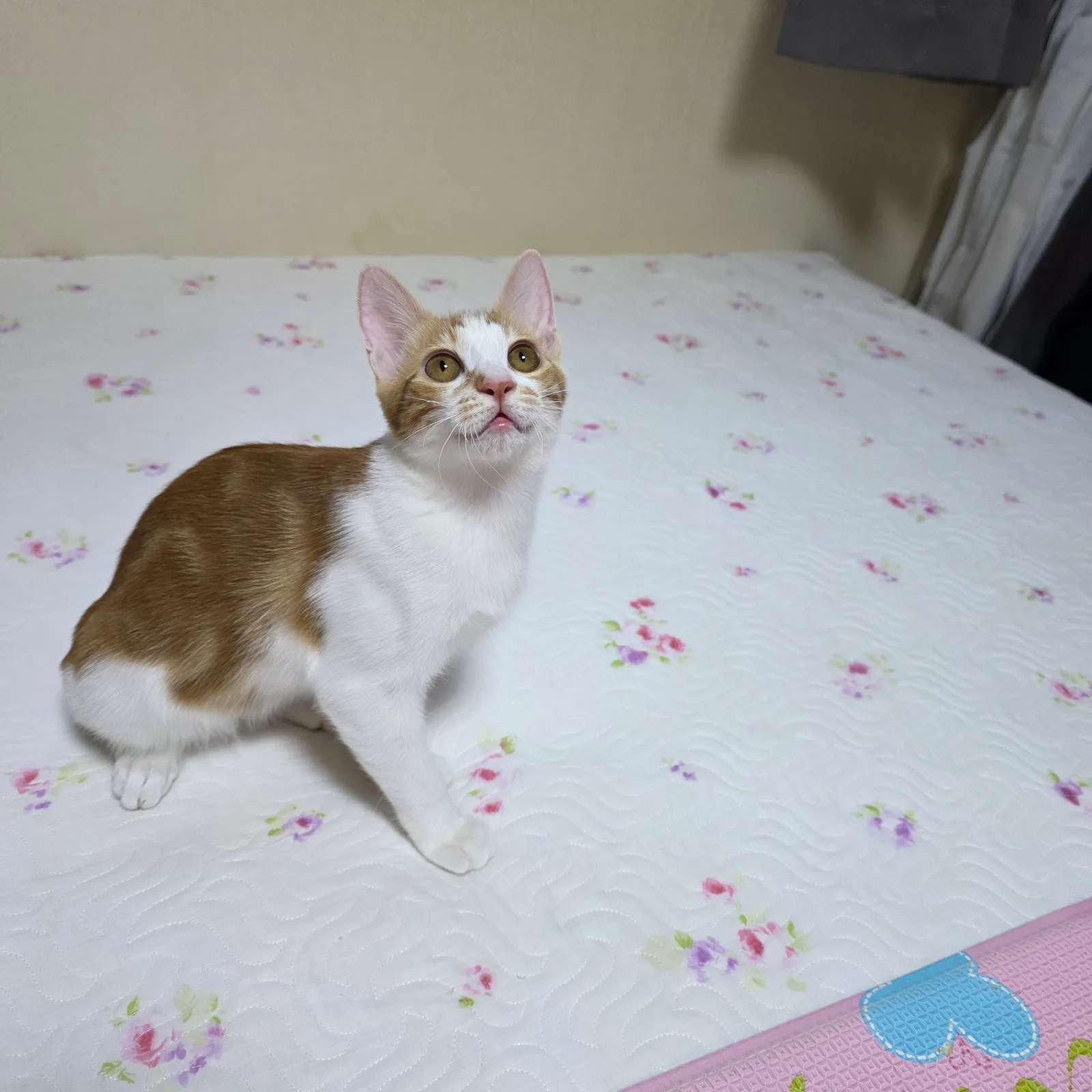 보리 사진 3