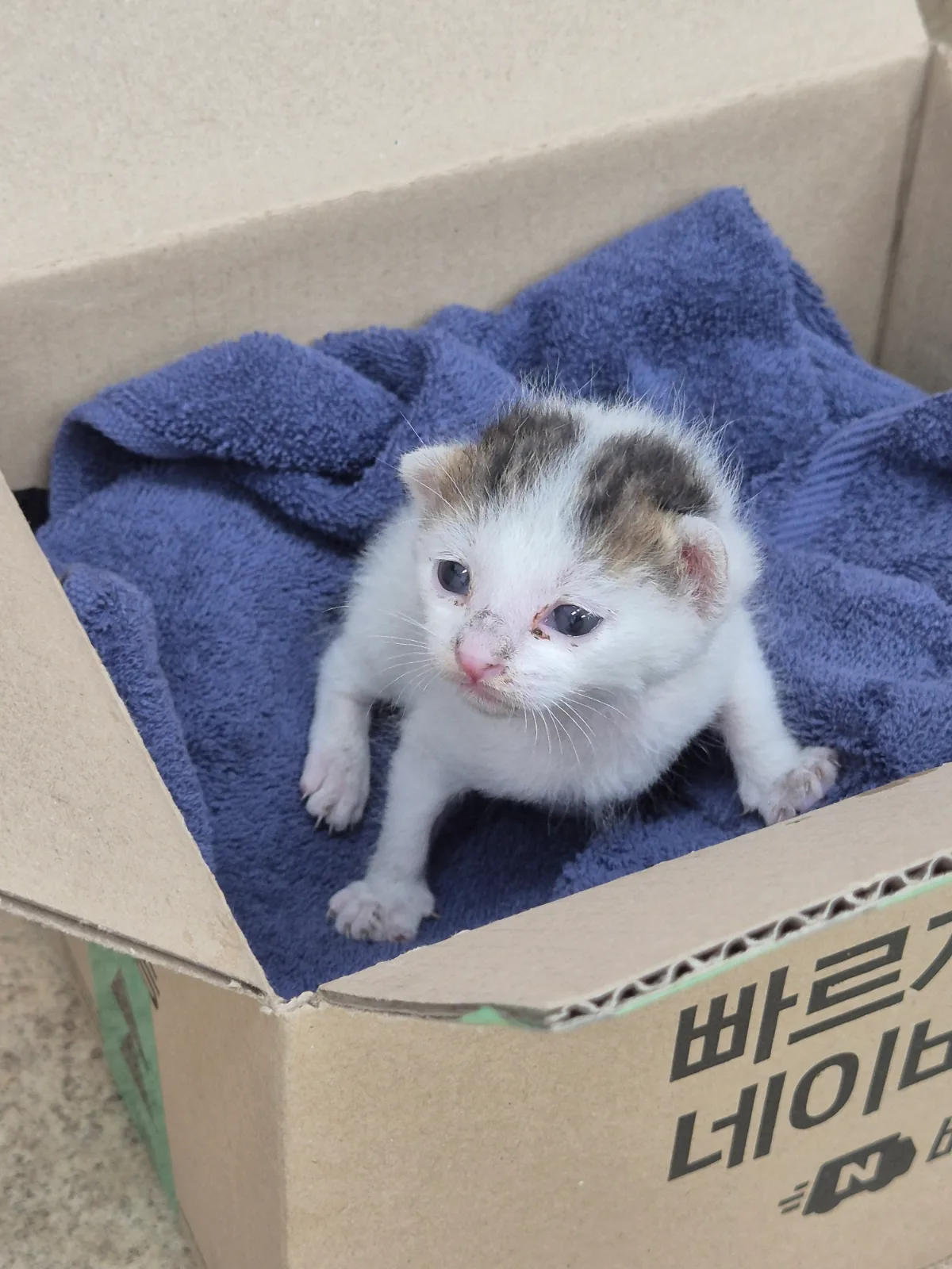 길냥이 사진 1