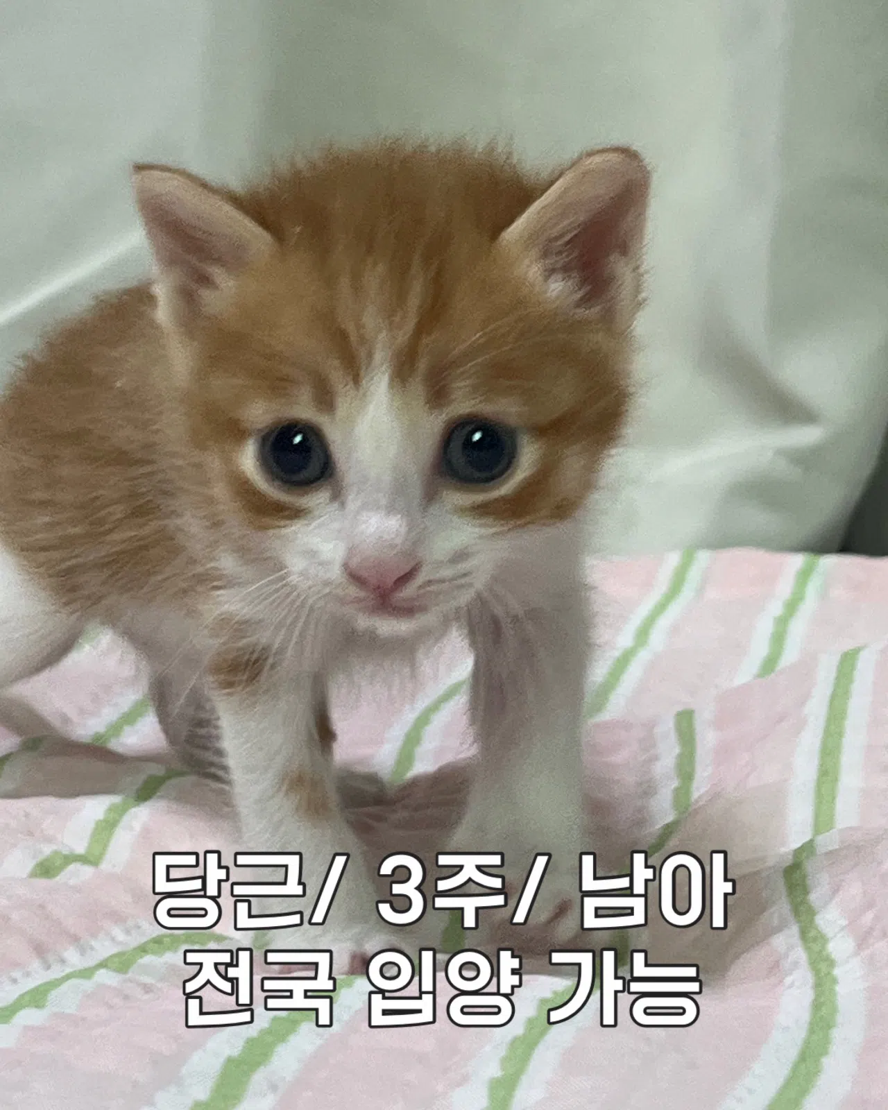 당근 사진 1