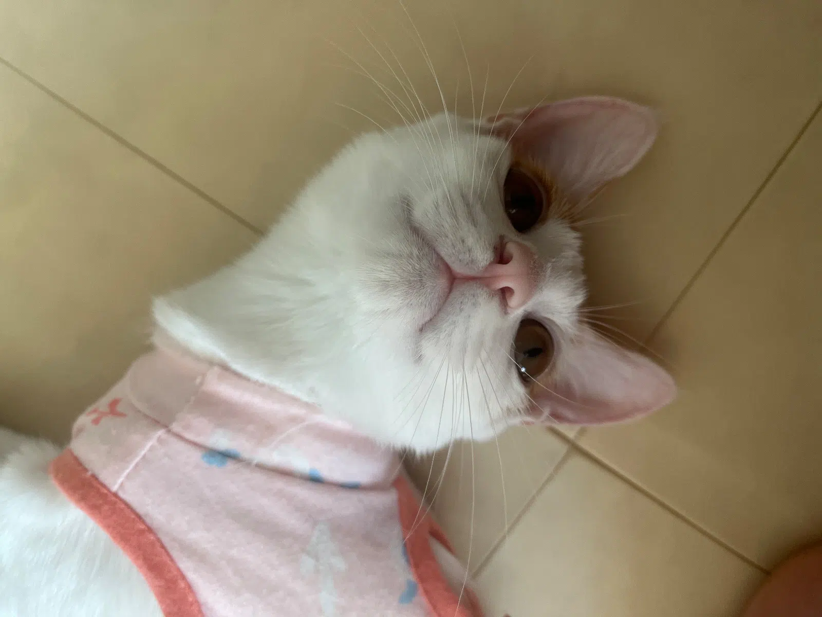 제 인생 첫 냥이 쥬쥬 ♡ 대표 사진