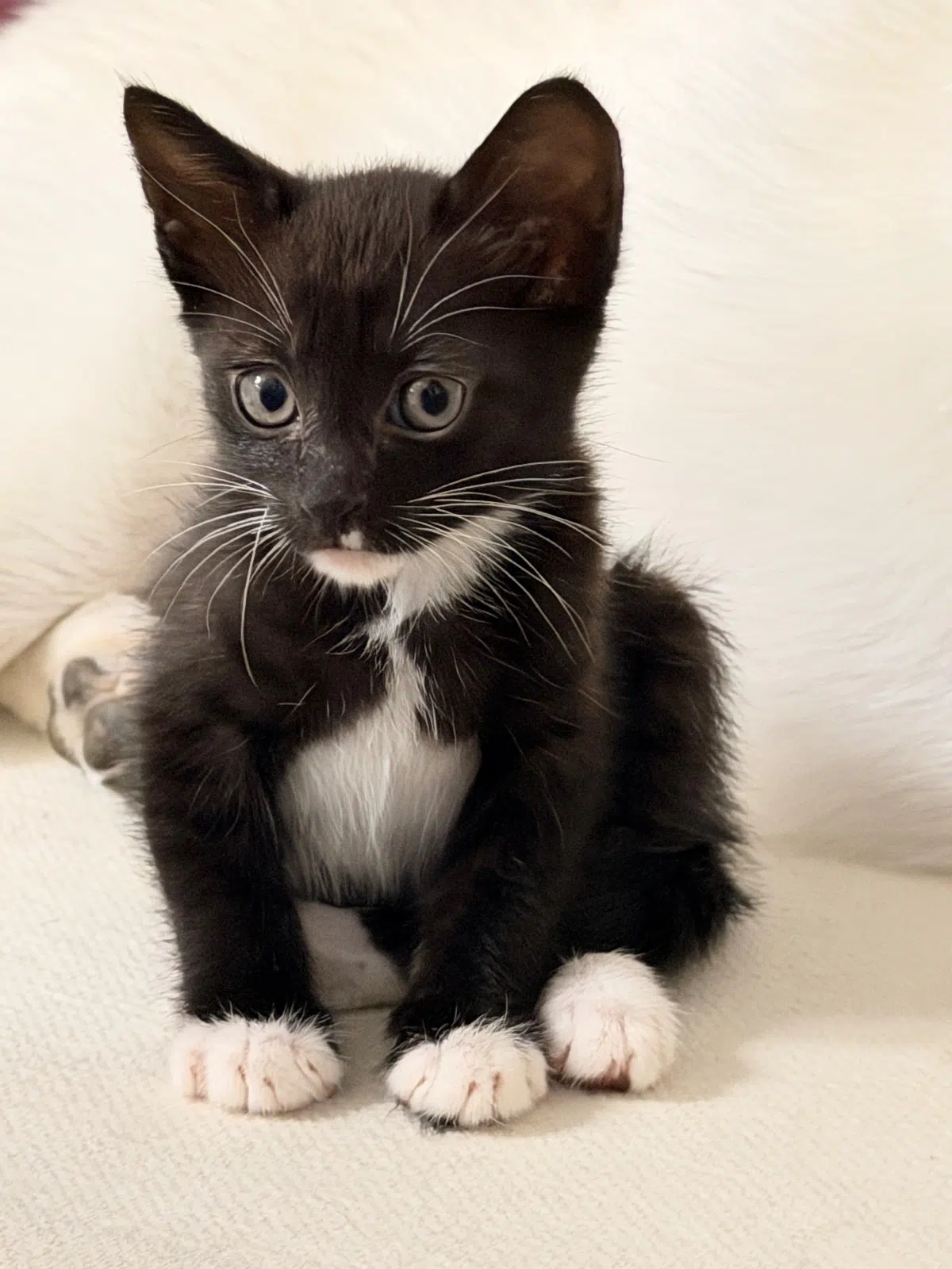 깜둥이 사진 2