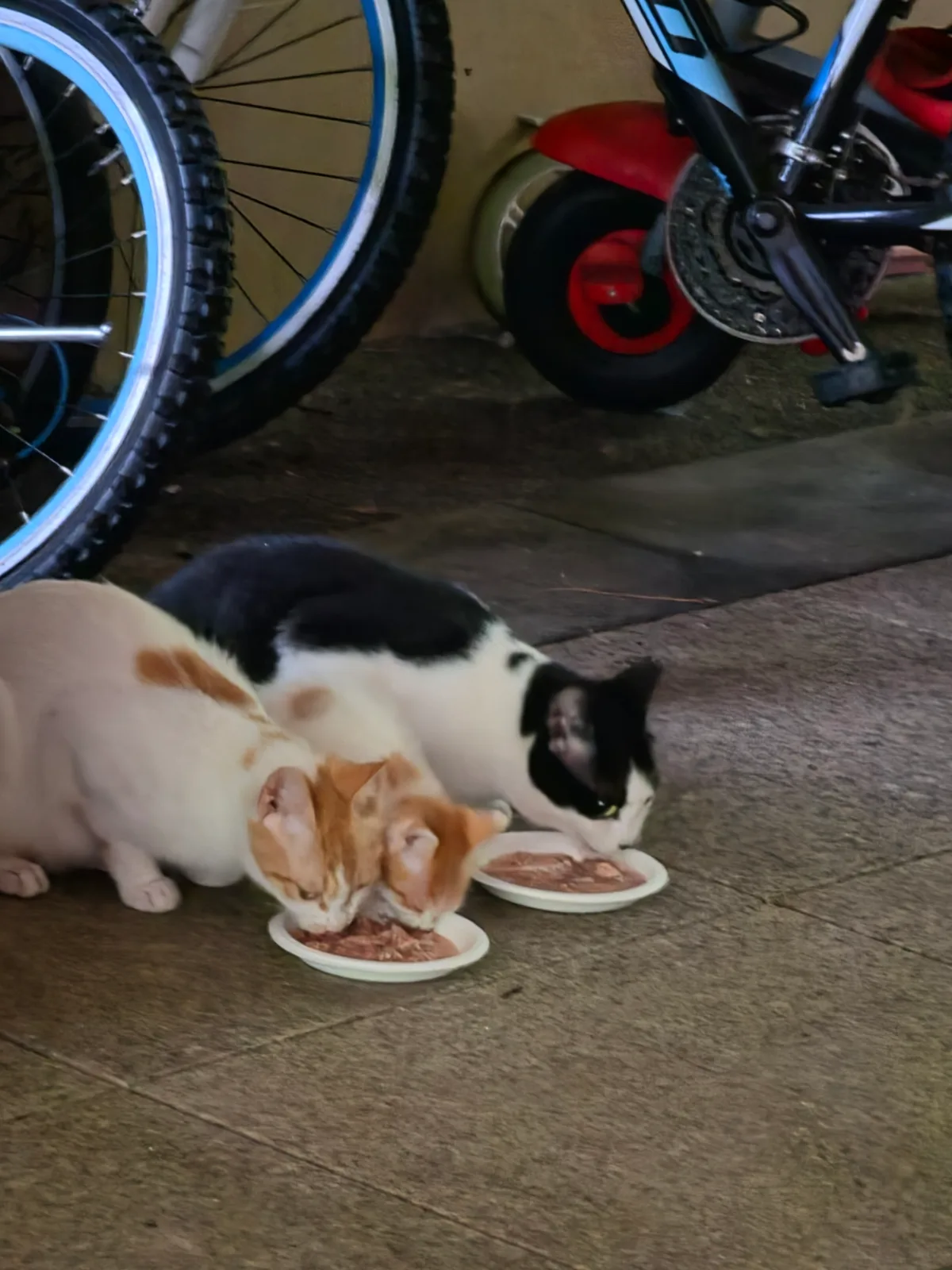랑이 사진 2