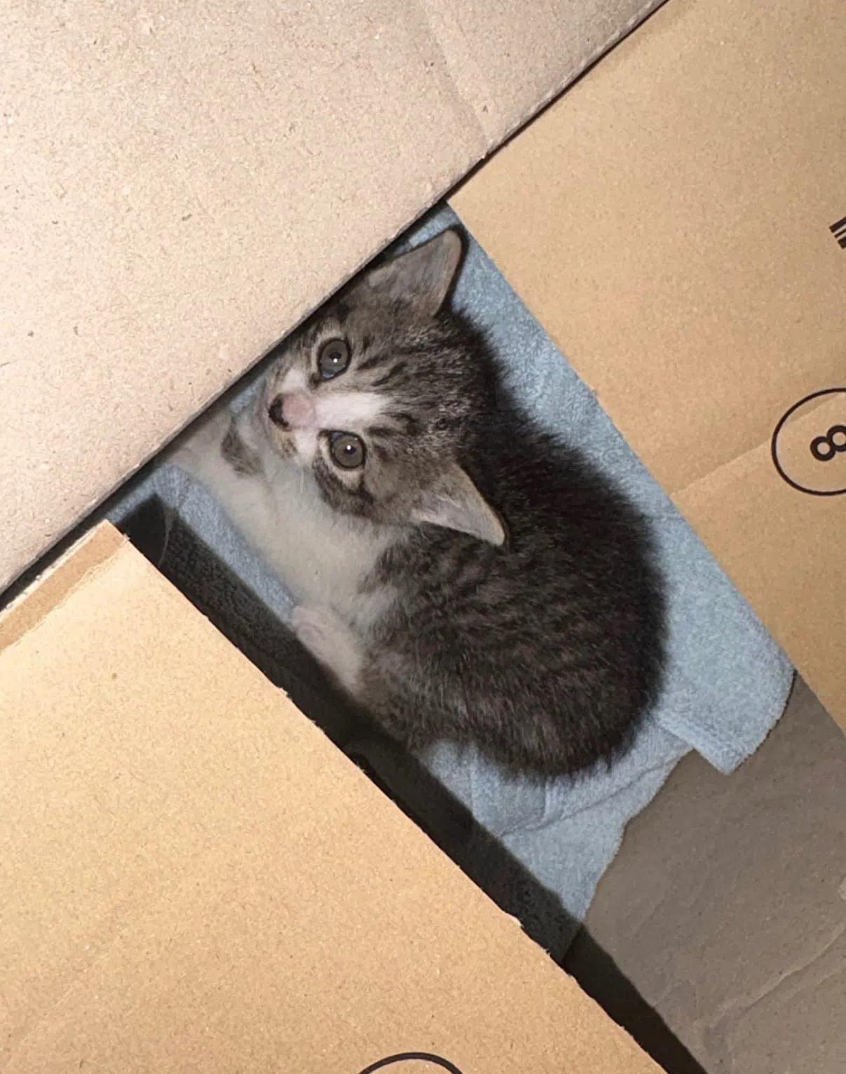 오복이 사진 3