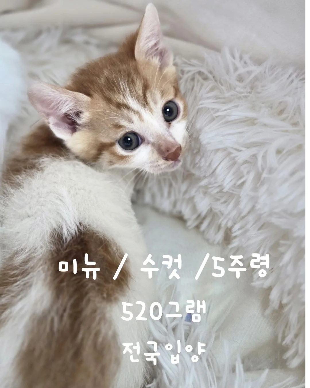 6치즈 사진 2
