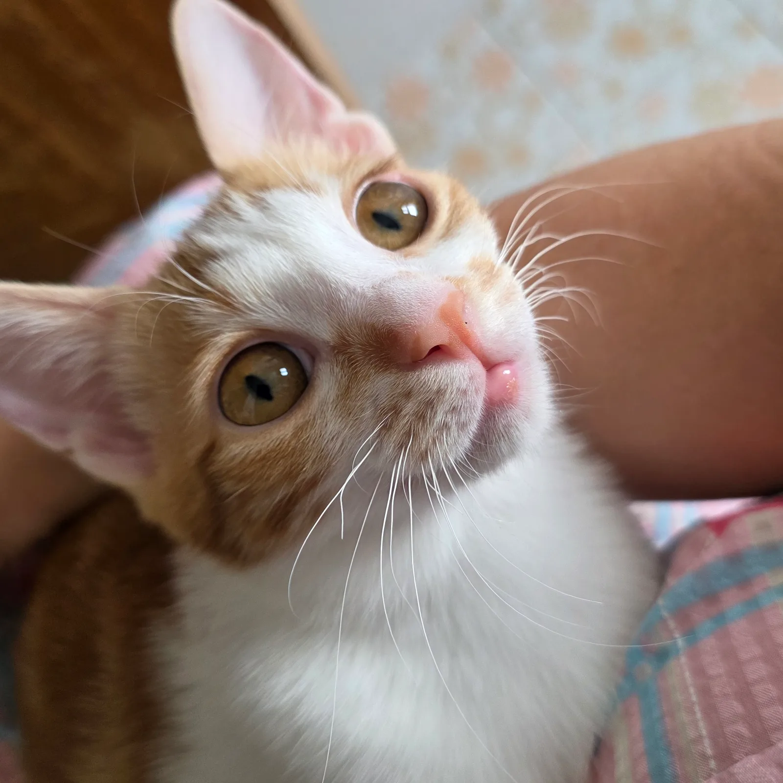 보리 사진 5