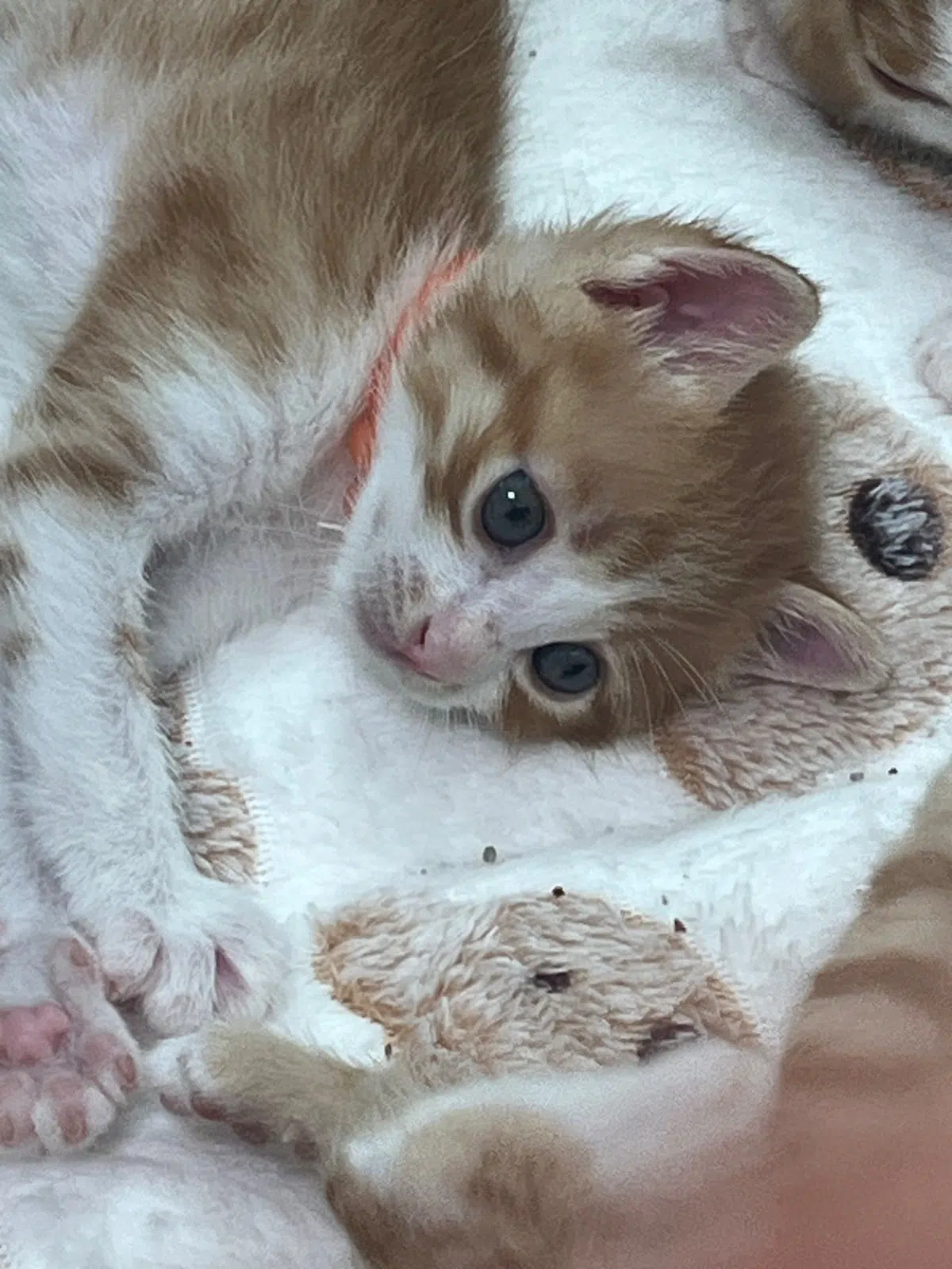 당근 사진 3