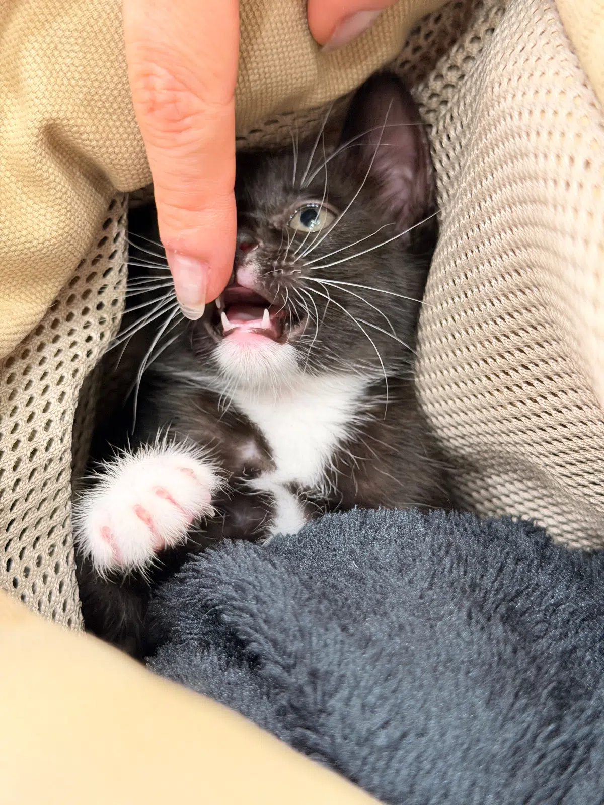 깜둥이 사진 4