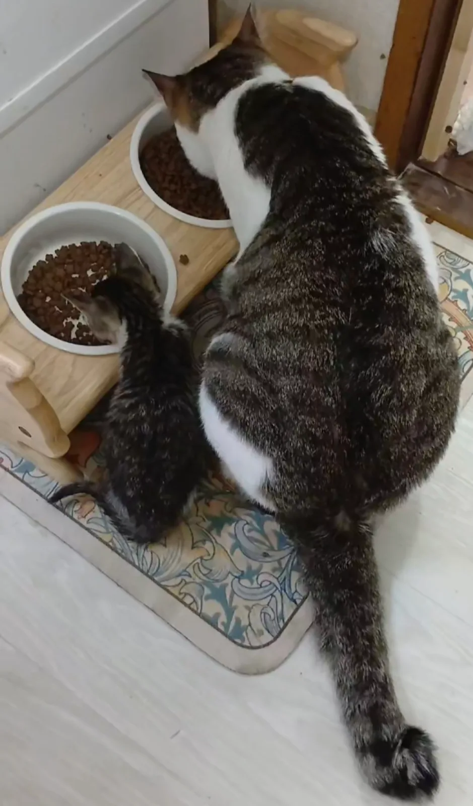 양파 사진 2