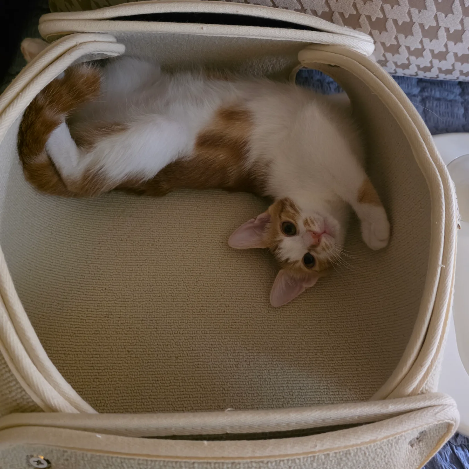 보리 사진 4