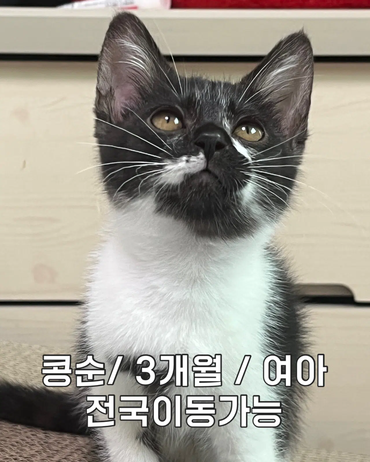 콩순이 입양완료 사진