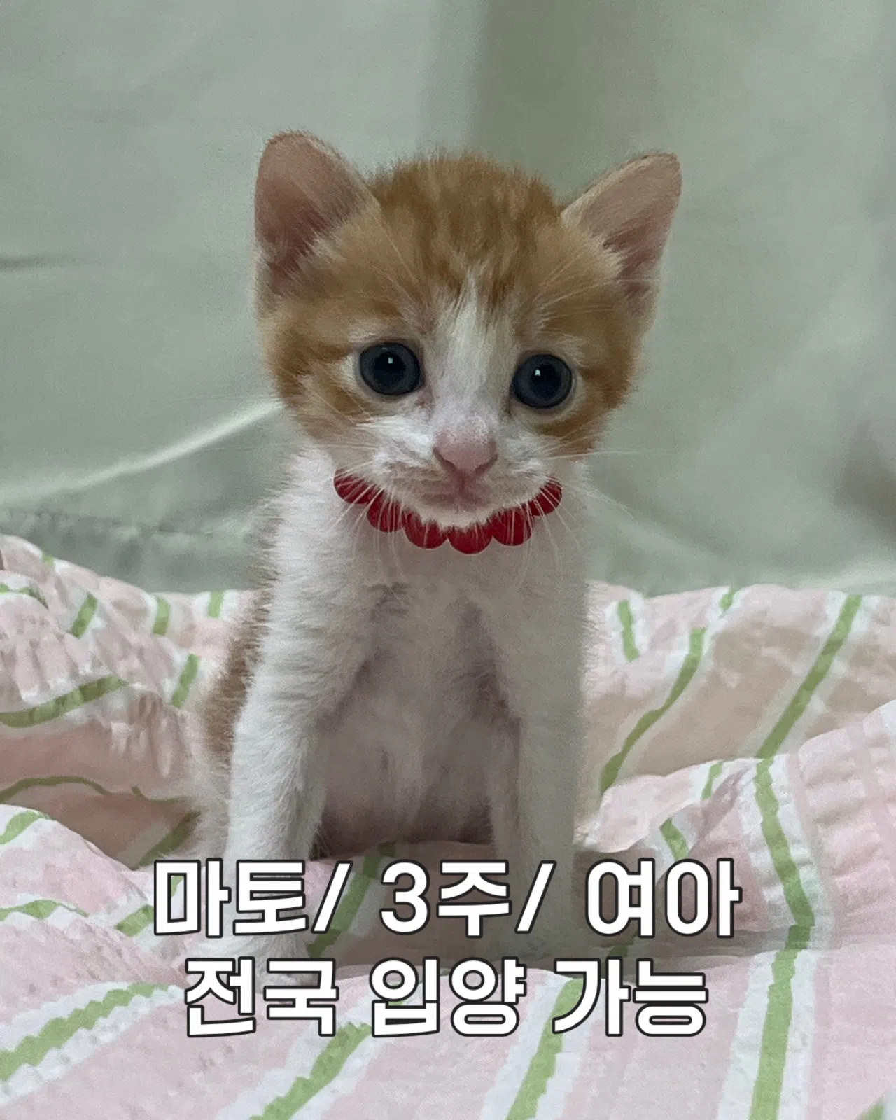 이소현 사진 1