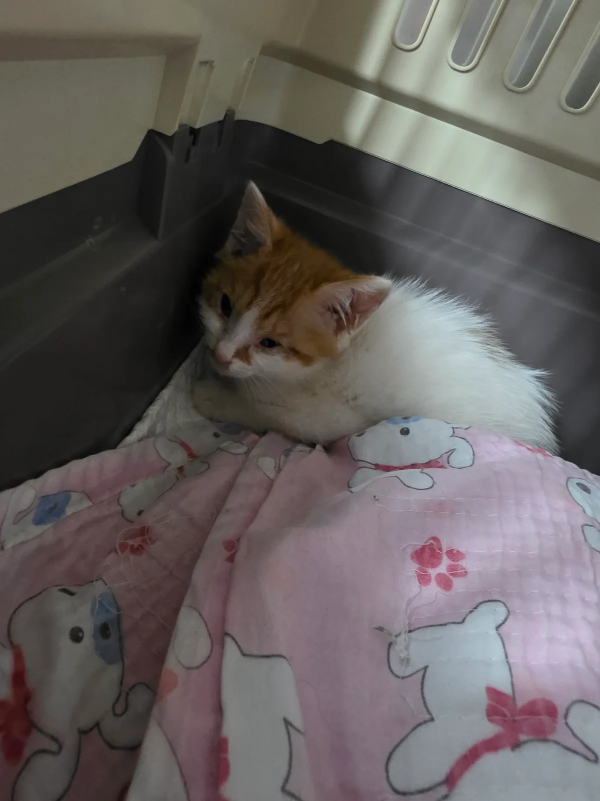 랑이 사진 3