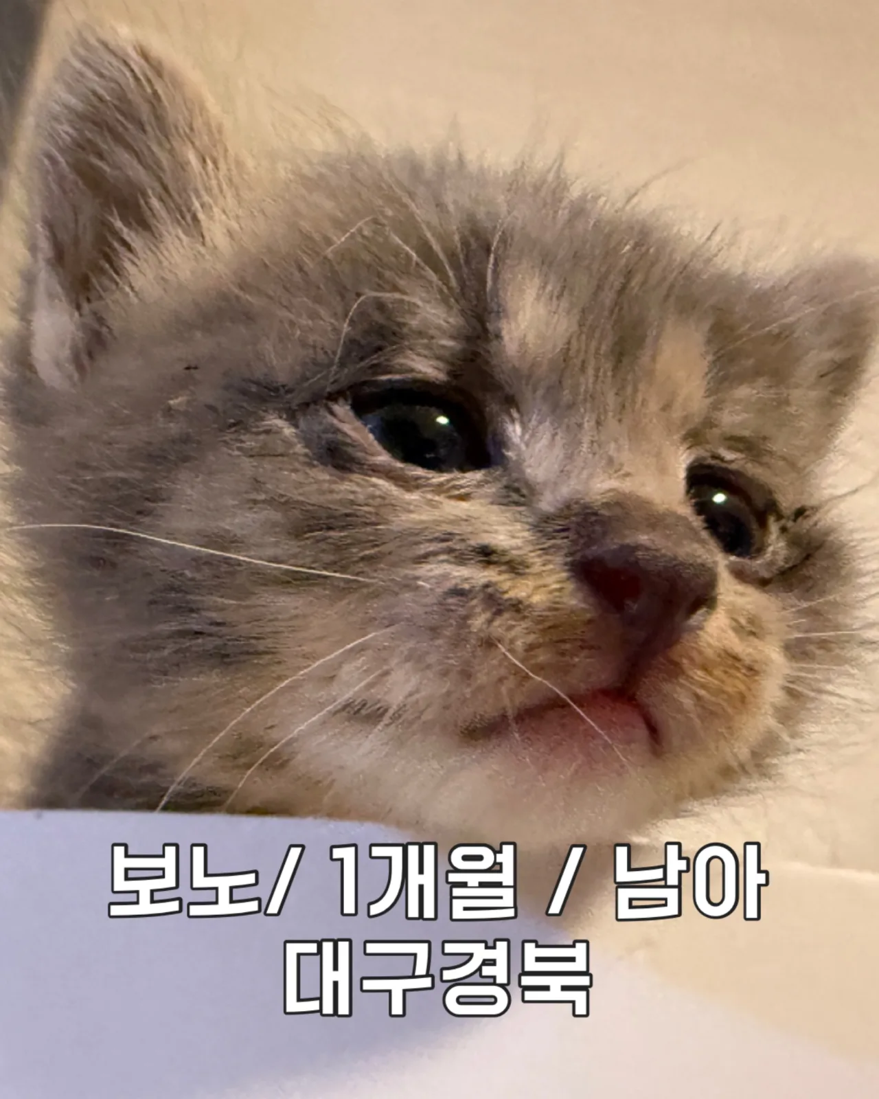 보노 입양완료 사진