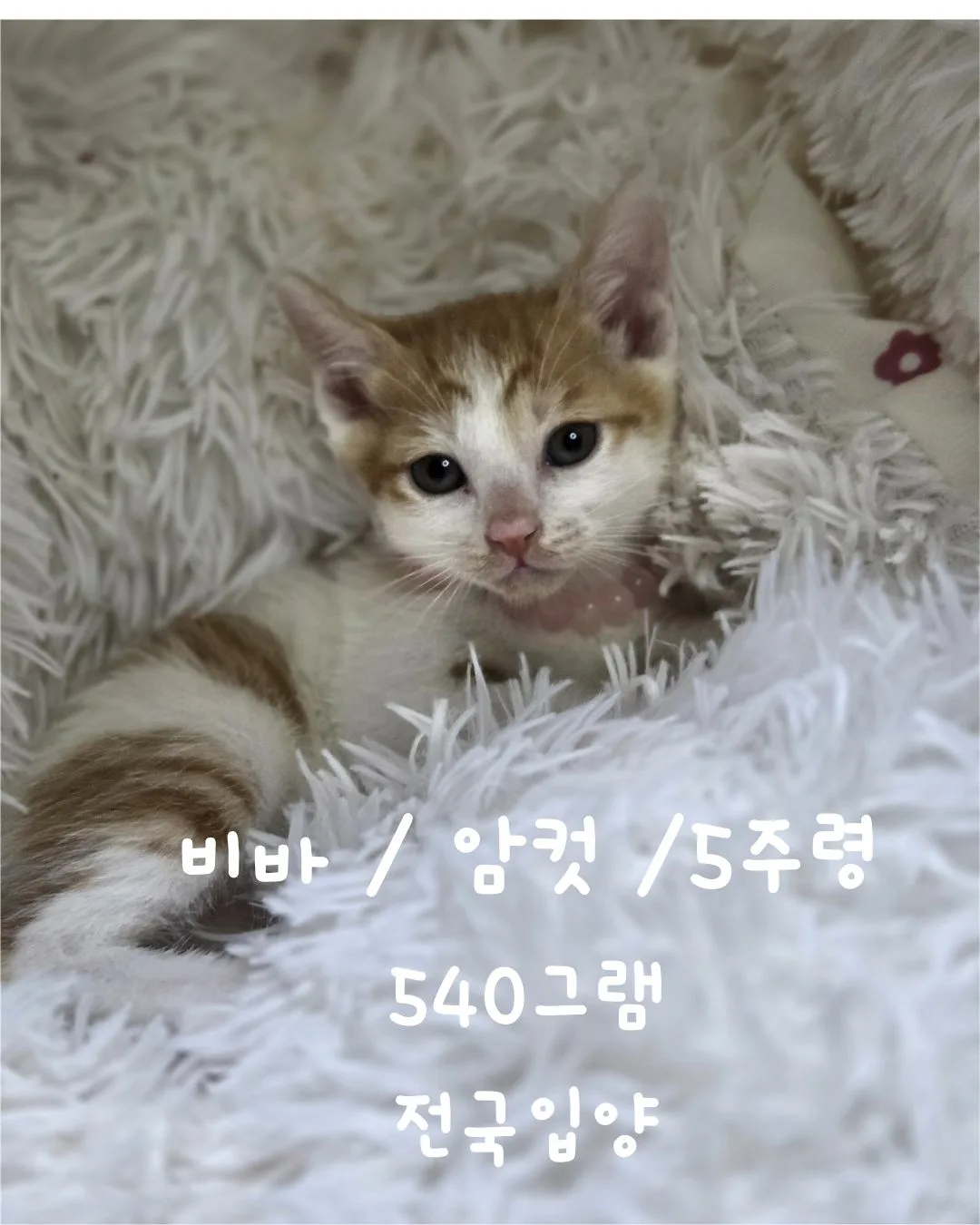 6치즈 사진 1
