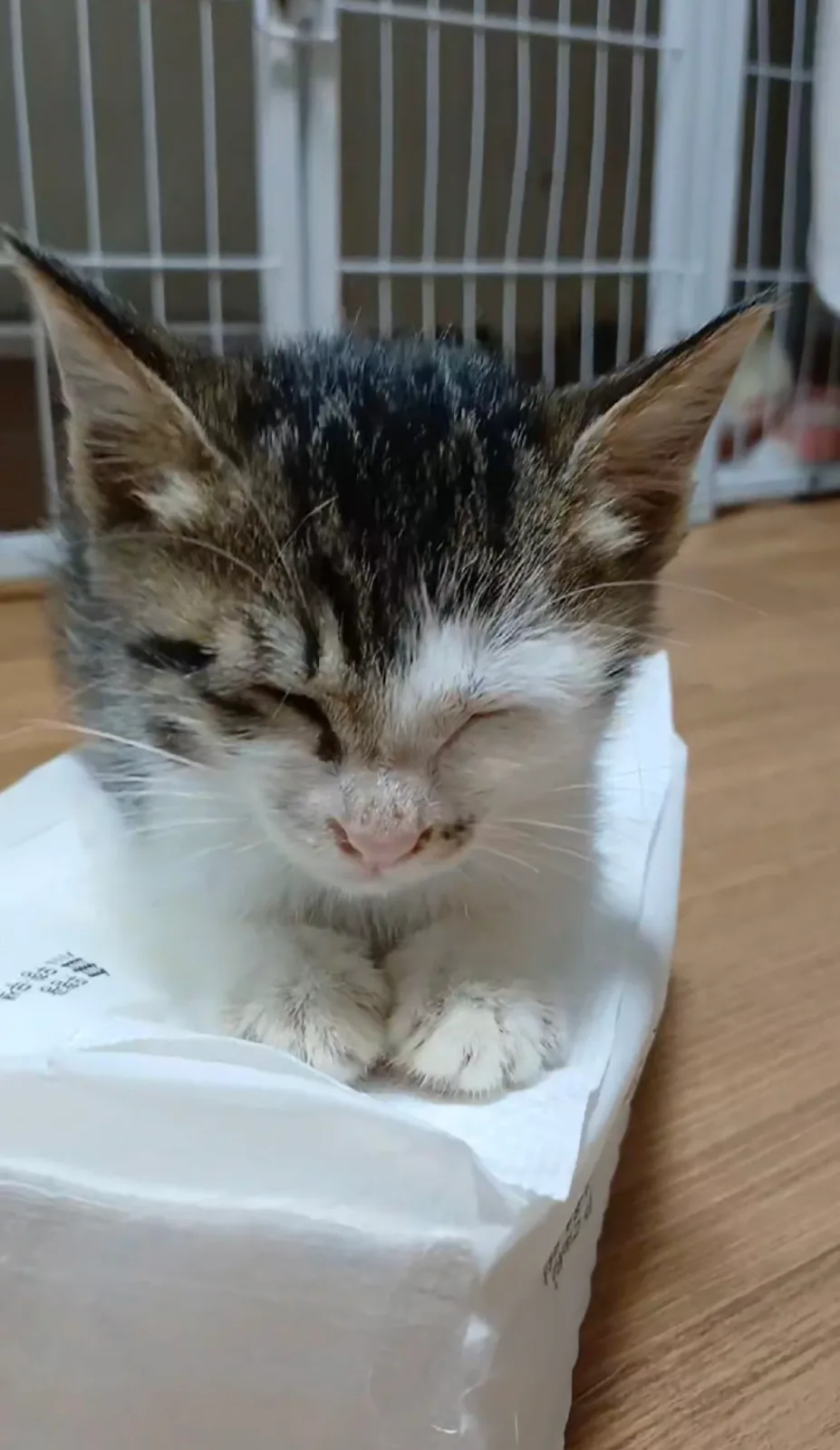고구마 사진 4